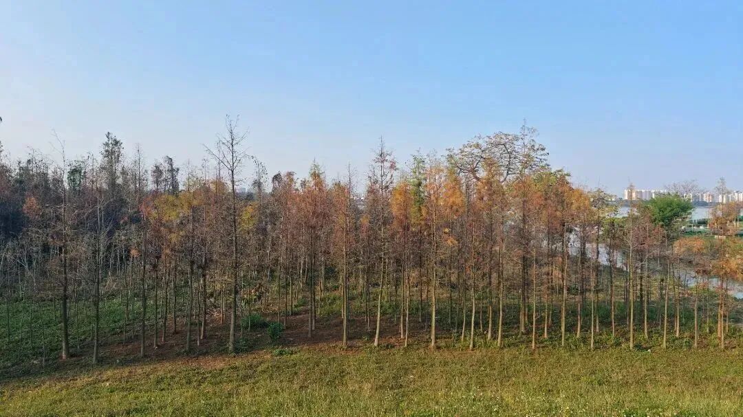 奋进百千万工程植绿热潮持续涌动这些年我们在伦教种下了一片蚂蚁森林