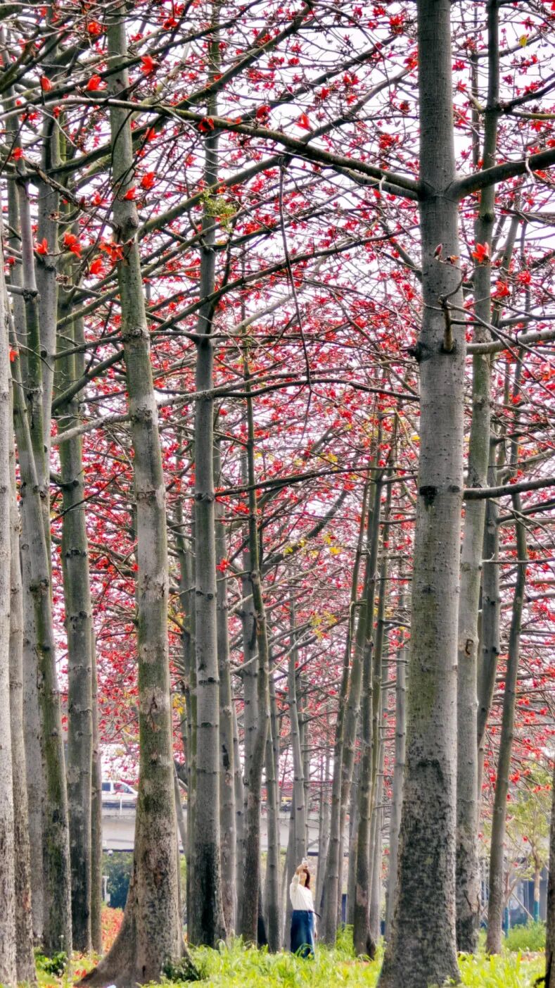 超22000㎡湿地公园木棉花海超赞露营地就在伦教打卡走起