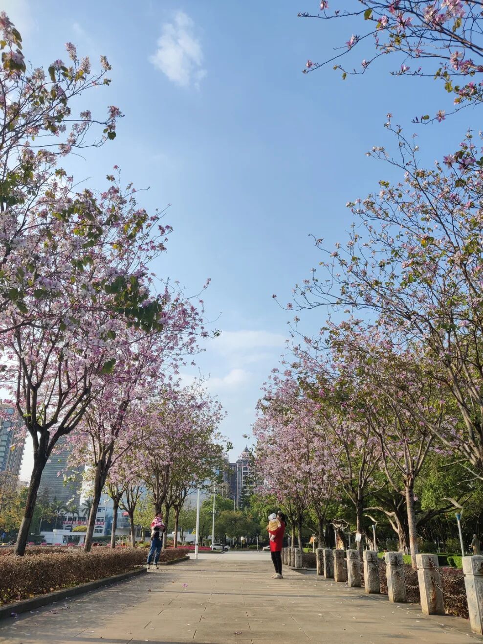 "花花世界"陆续上新!伦教春日赏花路线推荐给你→