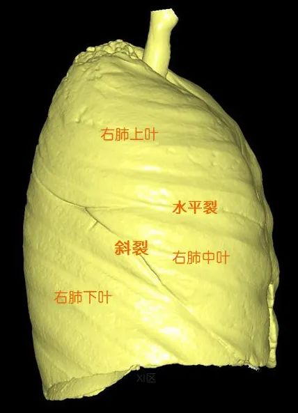 、下两叶；右肺借斜裂和水平裂成上、中和下叶三叶。横断位冠状位矢状位肺表面重建显示叶间裂和肺的分叶透视