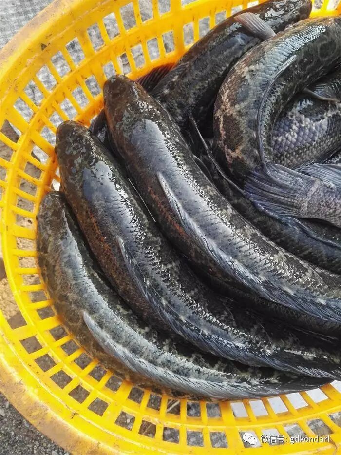 生鱼价格飙升 择机卖鱼窍门多