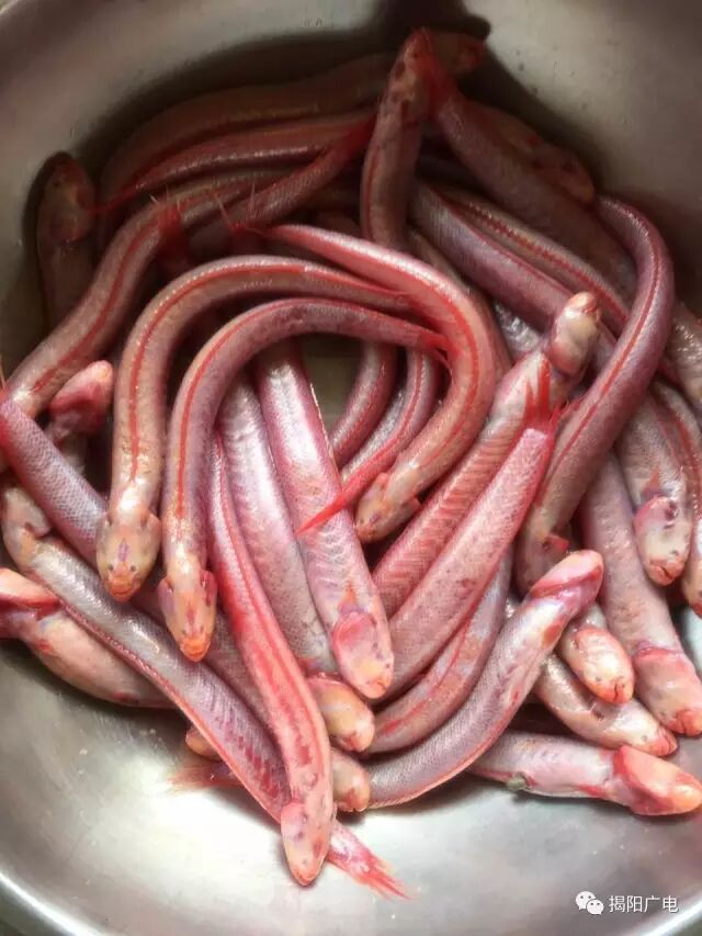 潮汕调鱼有血色,黄色,灰色,红色等品种.