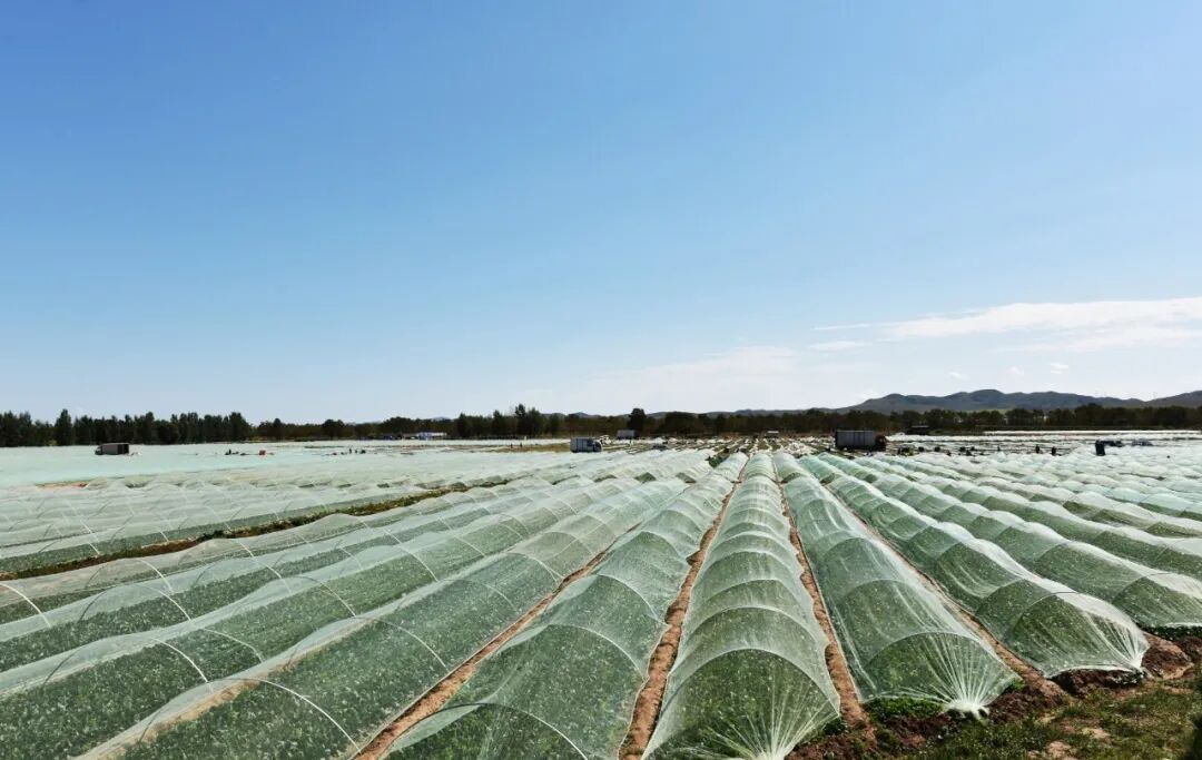 興和縣 發展冷涼蔬菜 打造首都 大菜園 中國熱點