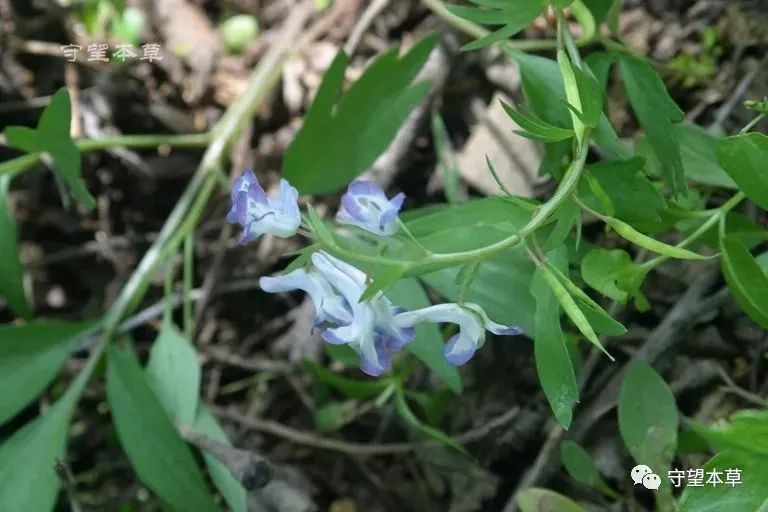 本草药食院 || 玄胡索——胡块玄色，茎扭如索