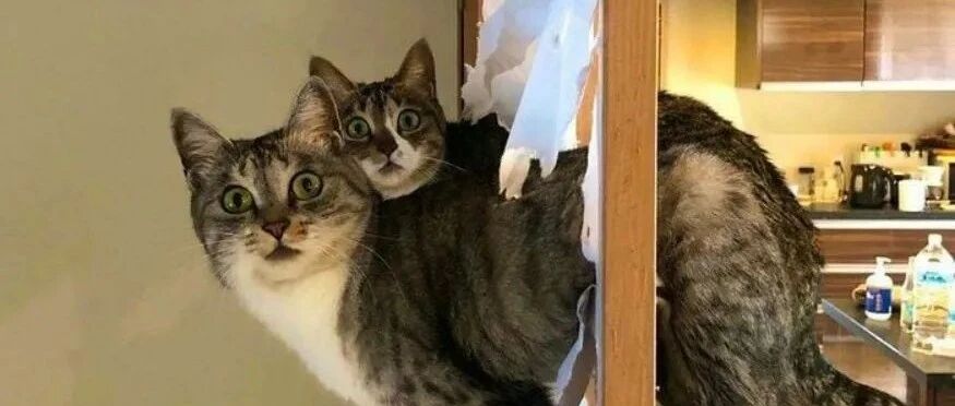 纸窗是最好停歇的地方【囧图时刻】