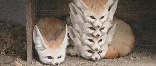 这就是狐叠吗【囧图时刻】