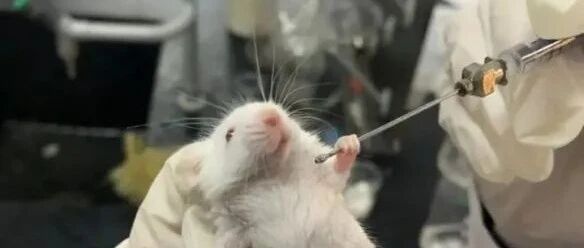 小白鼠好像有话要说【囧图时刻】