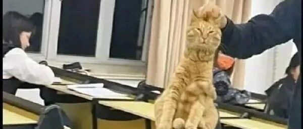 猫和老鼠诚不欺我【囧图时刻】