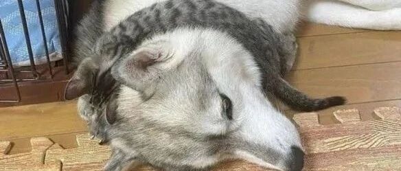 被猫猫虫锁住命运的喉咙【囧图时刻】