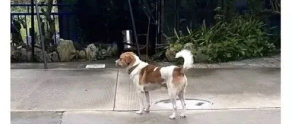 等级不够接不了狗的任务【囧图时刻】