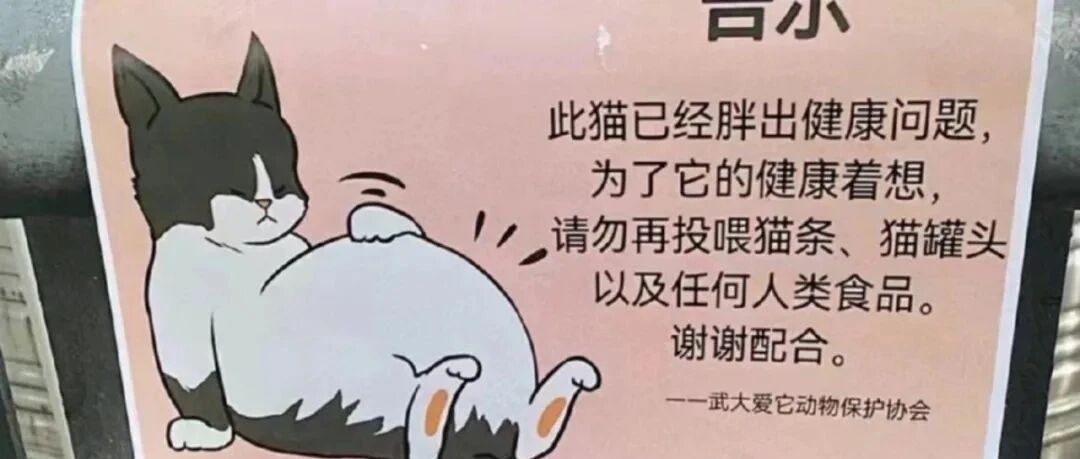 欺负喵咪不识字【囧图时刻】