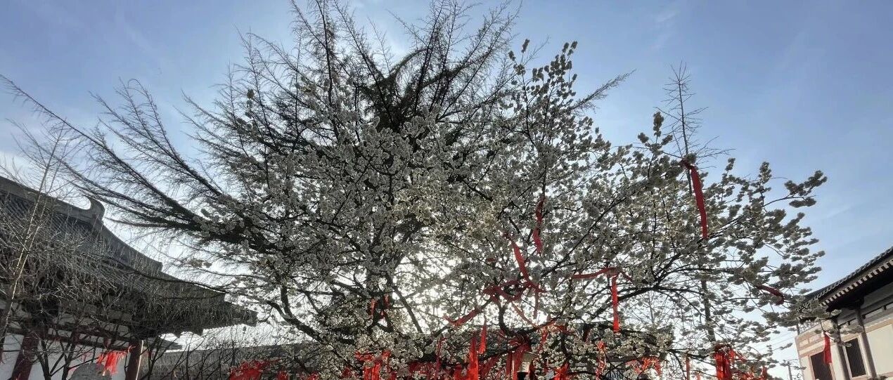 西安再上全国热度榜！这次竟和它有关！