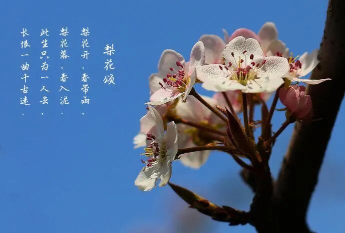 陈萍 原声 梨花颂 慧视界 微信公众号文章阅读 Wemp