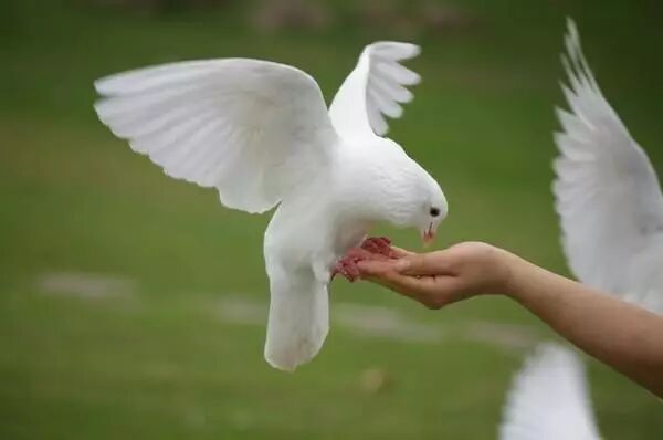 超好听佛歌《放生》大悲咒普度众生