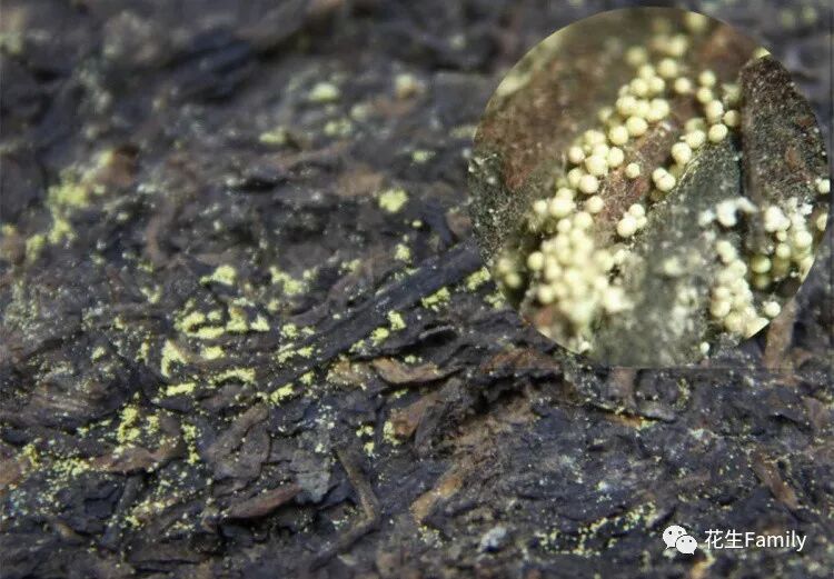 有一个茶叶老院士说茶叶不会含有黄曲霉素,因为只有对人有益的站