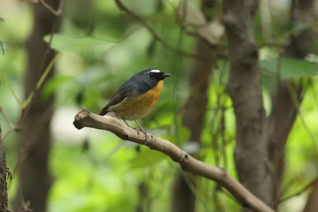 地鸫,蓝短翅鸫,白尾蓝地鸲,金色林鸲等等,其中不少为四川鸟类的新记录