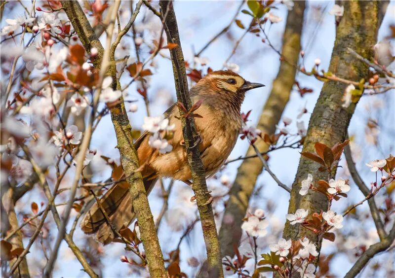 Լ���������˴�������������ݴ��䡰ӣ���ͷ�