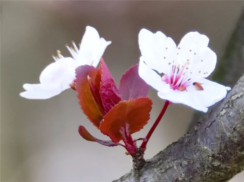 Լ���������˴�������������ݴ��䡰ӣ���ͷ�