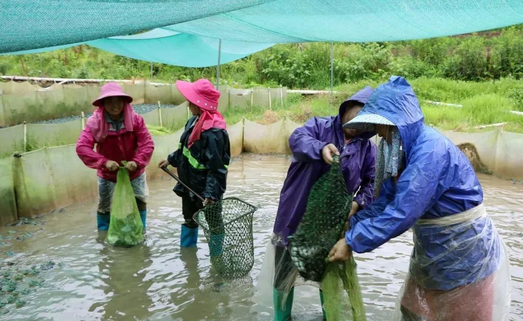 興仁生態小牛蛙開拓致富路