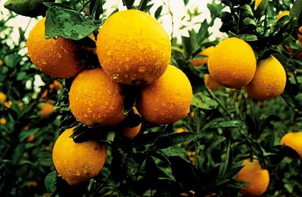 2020��ǭ�������ۼ���ֲ��Ʒˮ��103.68��Ķ