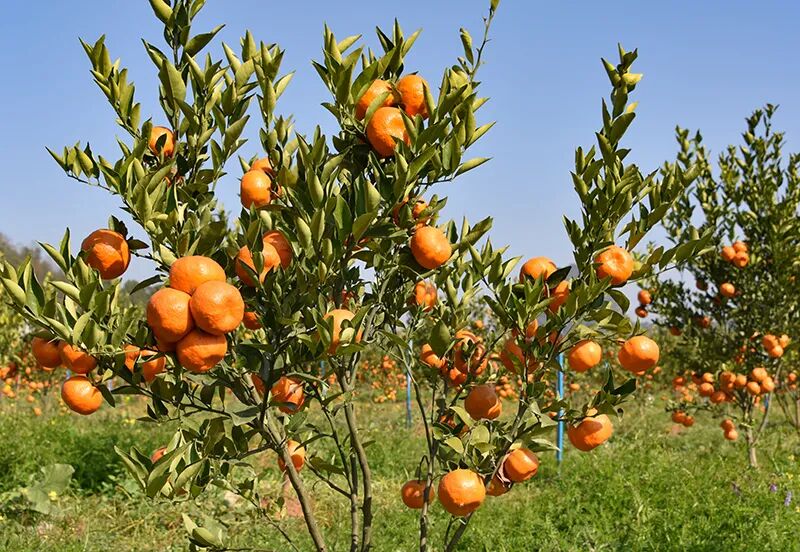 2020��ǭ�������ۼ���ֲ��Ʒˮ��103.68��Ķ