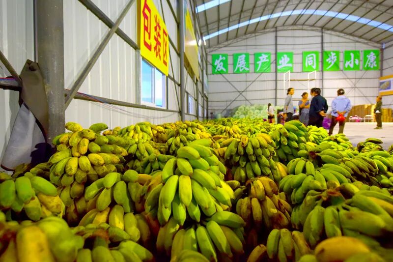 2020��ǭ�������ۼ���ֲ��Ʒˮ��103.68��Ķ