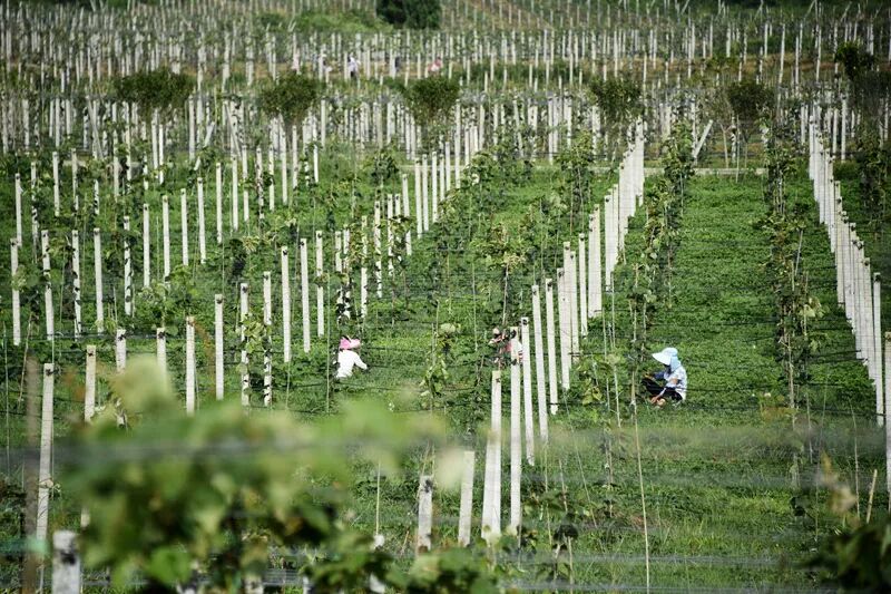 2020��ǭ�������ۼ���ֲ��Ʒˮ��103.68��Ķ