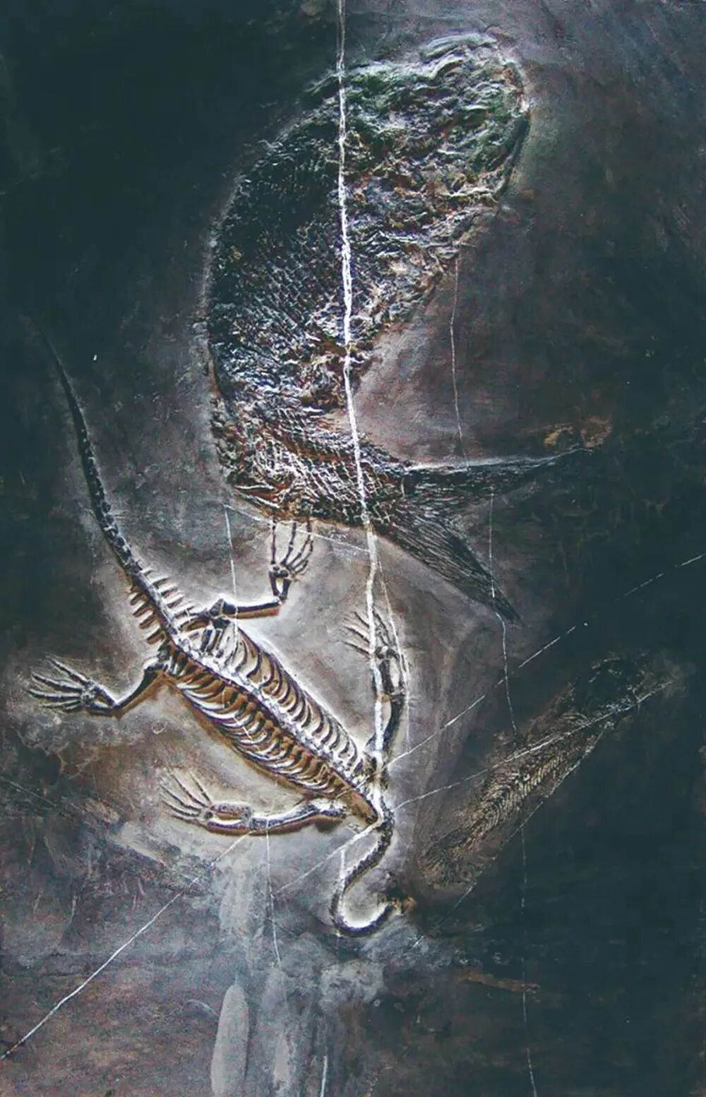 头版头条以《世界罕见的重大科学发现,贵州龙化石被认定》作了报道,并