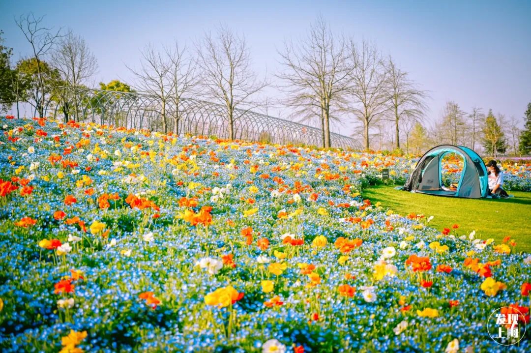 上海驚現一列「賞花小火車」，5站賞遍各國花海！ 旅遊 第29張