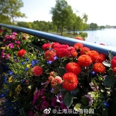 上海驚現一列「賞花小火車」，5站賞遍各國花海！ 旅遊 第78張