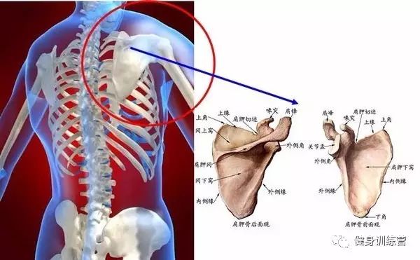 练背前必须要做的4个动作，恢复肩胛骨缺失的4个能力