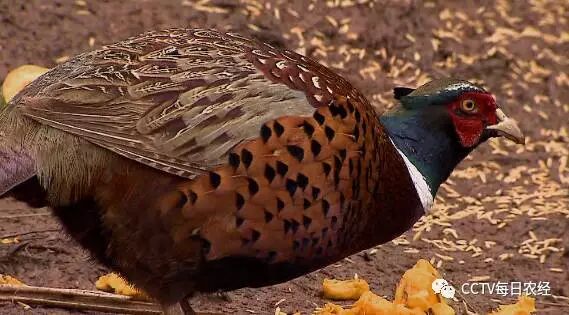 央视七套《每日农经》栏目用15分钟推出了遂宁市大英县的山鸡养殖以及