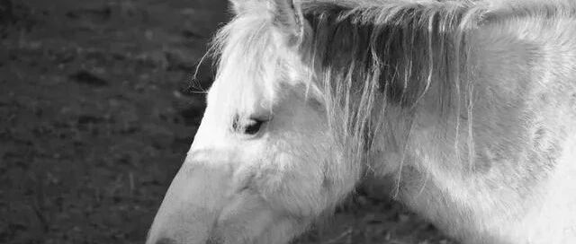 恐慌之下的大白马，是否还具有成长性？