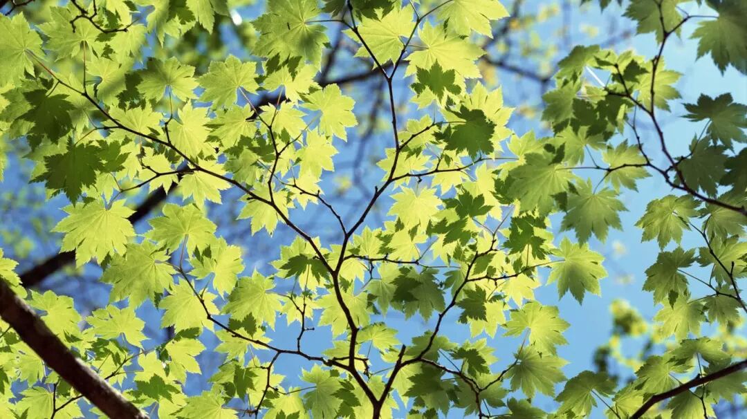 立夏节气，十二生肖开运方法！