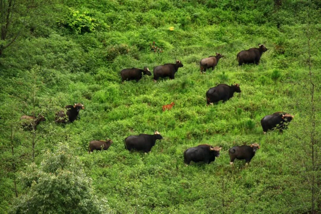 野牛群  邱開培 攝.jpg