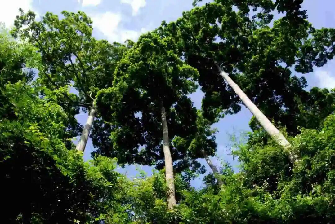 望天樹。沈慶仲 攝.jpg