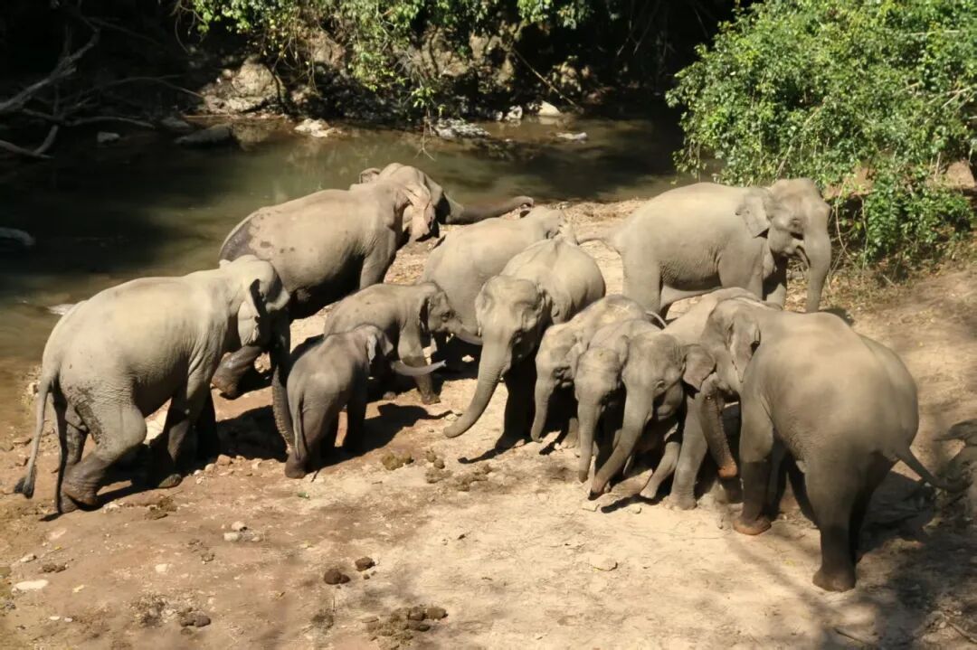 亞洲象群  沈慶仲攝.jpg
