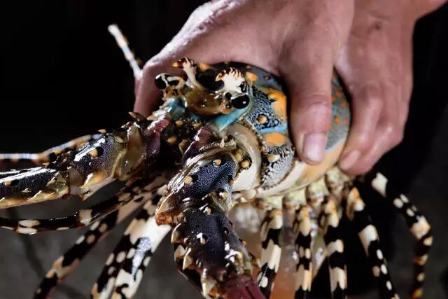 苍南一渔民捕到1米多长野生"中华锦绣大龙虾"