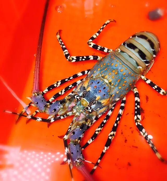 苍南一渔民捕到1米多长野生"中华锦绣大龙虾"