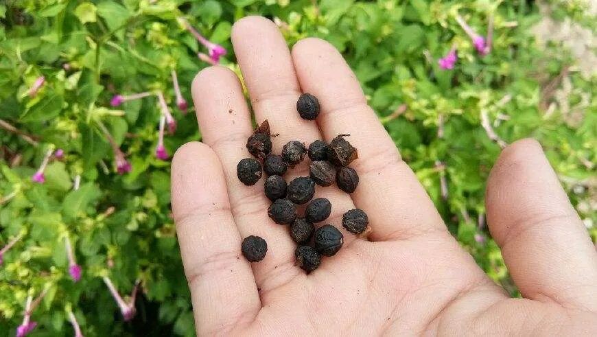 在老家房前屋后,你一定见过的花,撒下一把种子,来年遍地繁花
