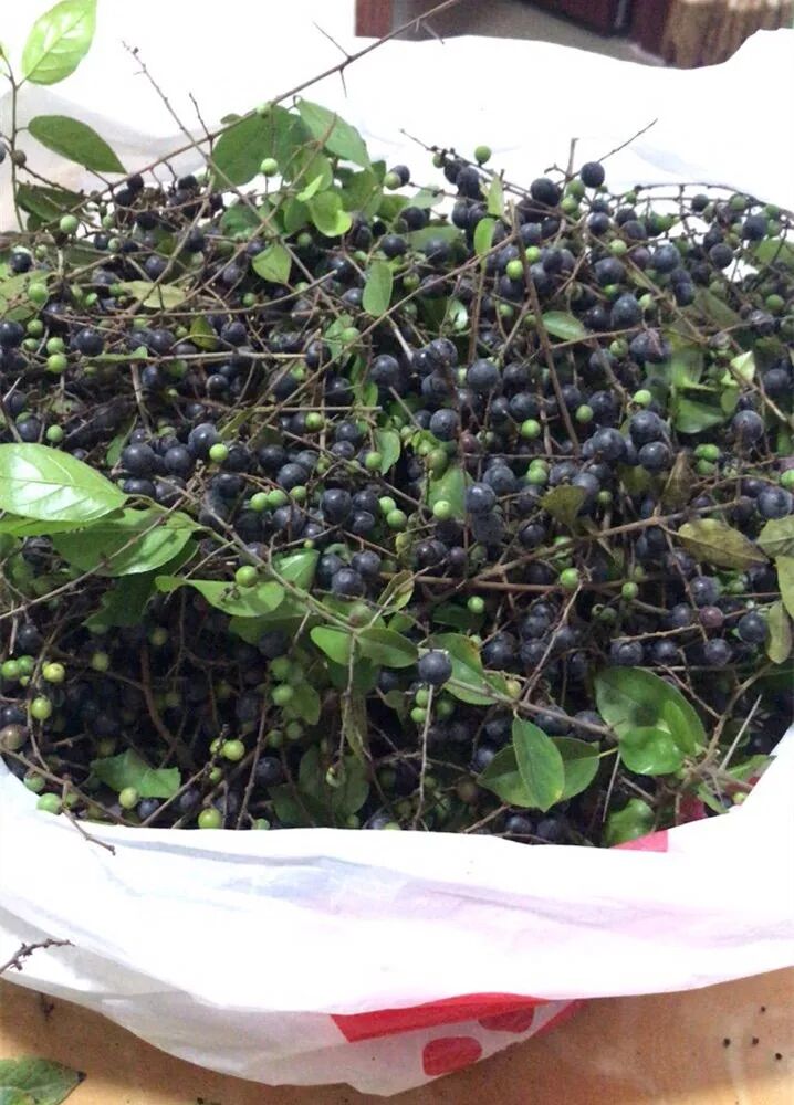 罗定农村有一种野果,有钱也买不到!-郁南县中宏农业发展有限公司