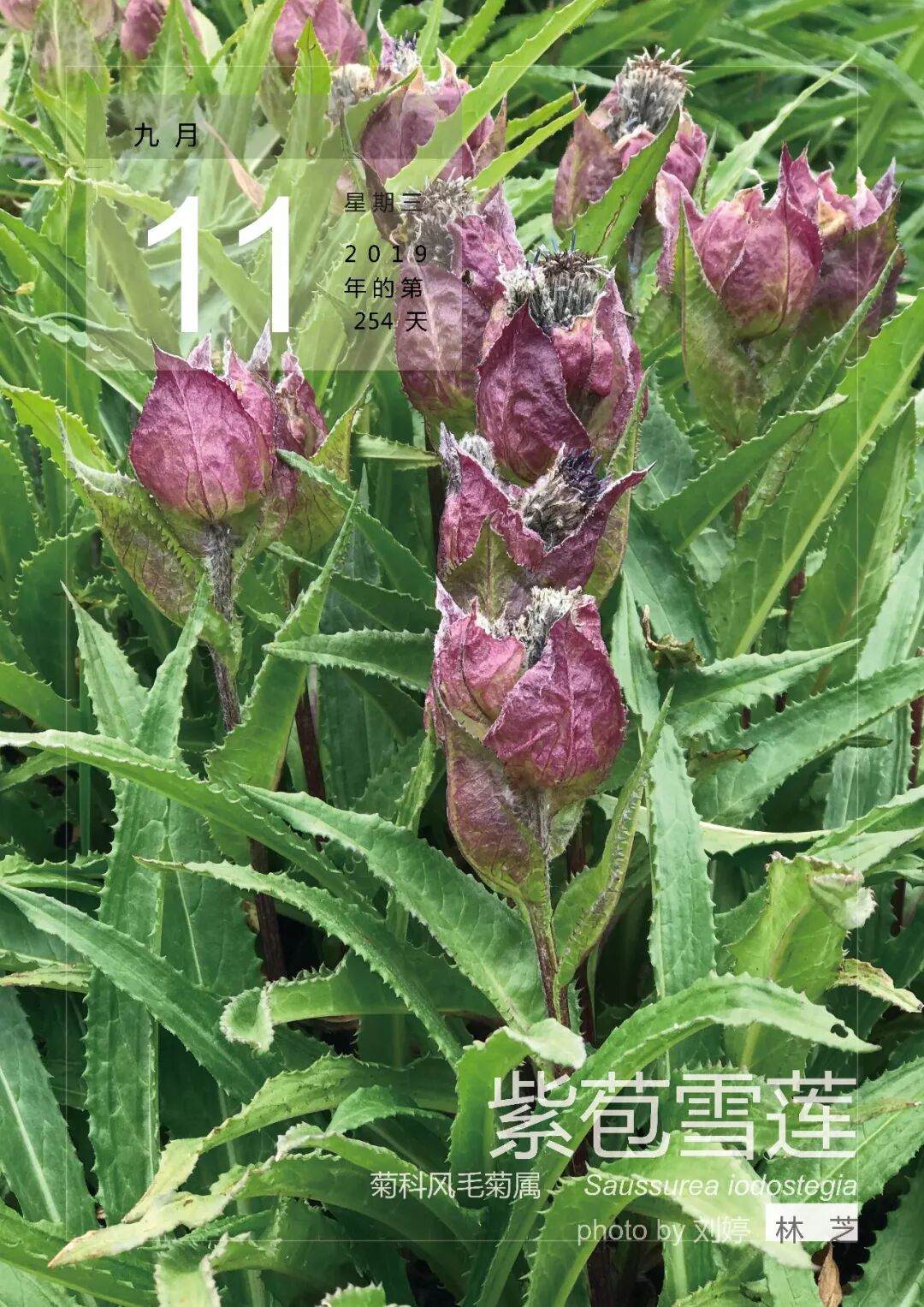 9月11 紫苞雪莲 植物设计志 微信公众号文章阅读 Wemp