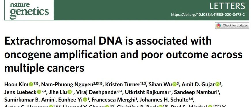 癌症的武器是“进化”？科学家发现癌基因在染色体外DNA中扩增，可促进肿瘤发展