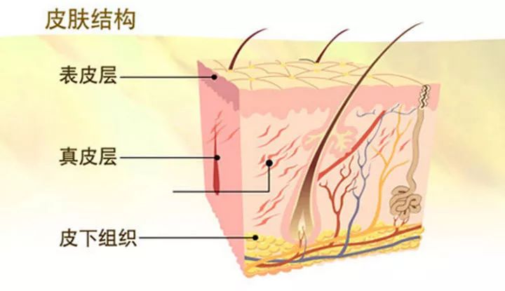 人体最大的器官皮肤