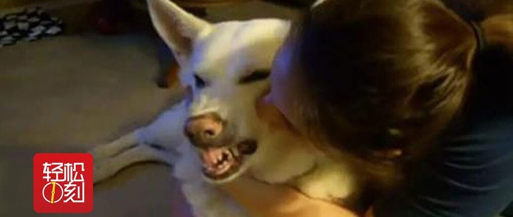 宠物狗深夜偷偷骑马，真“老司机”！