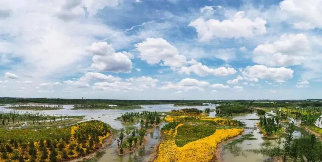 沿着黄河看山东东营黄河口壮美景色不容错过