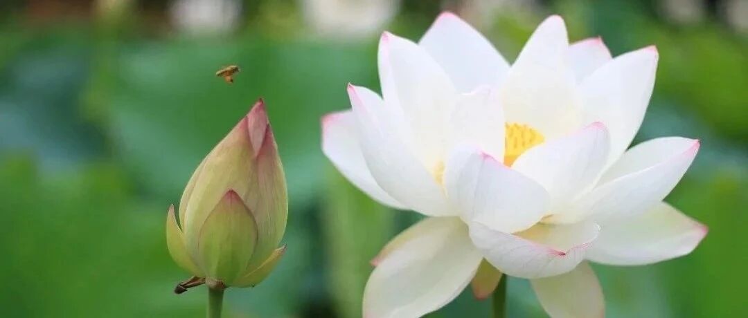 【青春语文•淑亚专栏】任务驱动  “比”出精彩——薛法根老师《手指》赏析