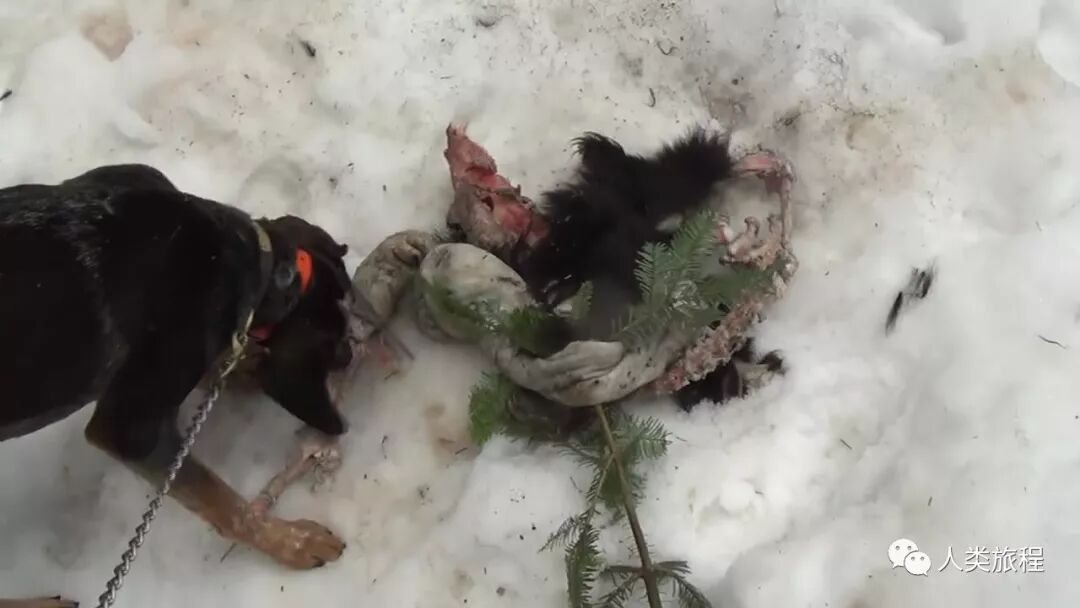 冬眠中的熊 会被挖出来吃掉吗 这是一个尴尬的问题 人类旅程 微信公众号文章阅读 Wemp