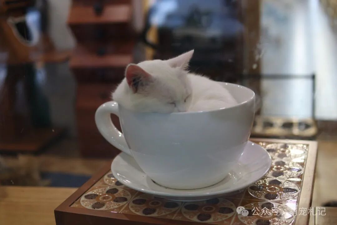 波斯猫选购指南：价格区间与纯种挑选技巧，助你避坑不踩雷