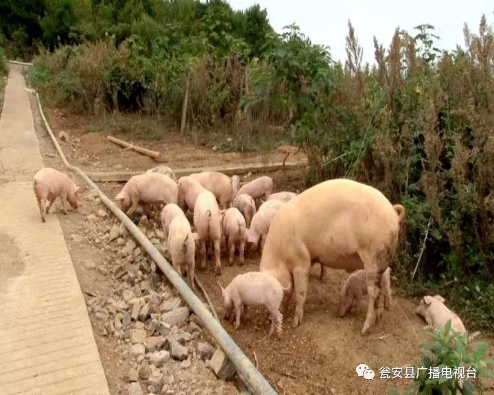 致富经养猪_致富养猪场红包版_致富养猪场